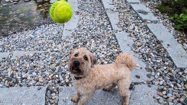 Niemand kan zes ballen tegelijk vangen. Marketingbureau, Freelance marketeer, projectmanagement marketingproject, Gent, Oost-Vlaanderen, West-Vlaanderen